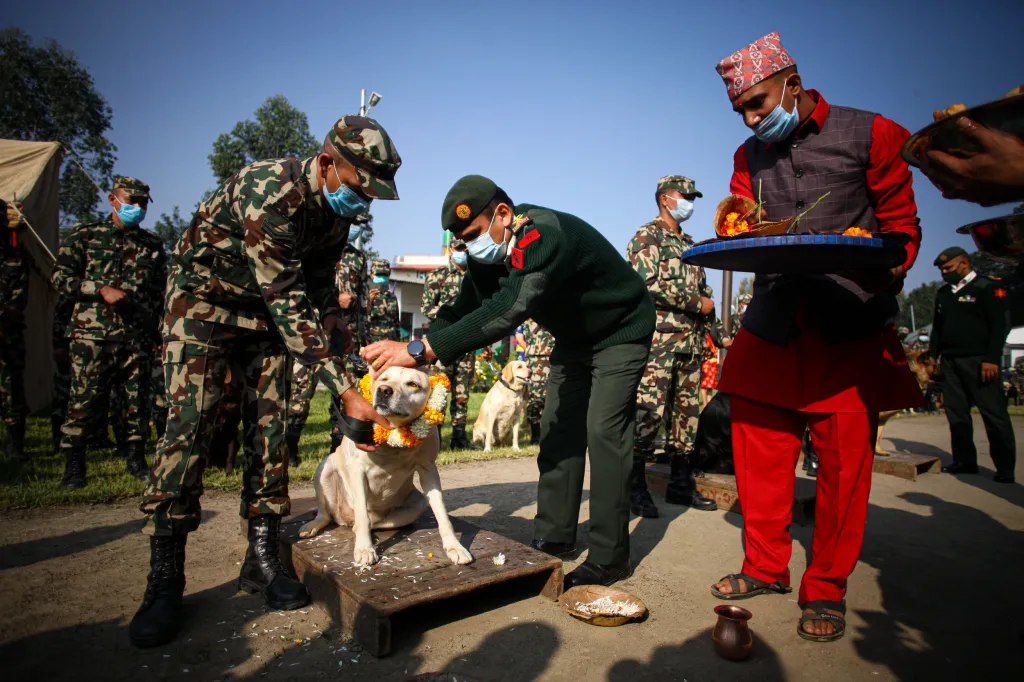 Hinduisté v Nepálu na festivalu uctívají své psy barvami, věnci nebo pamlsky