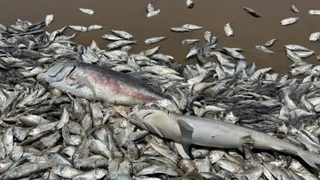Mrtvé ryby na americkém pobřeží v červnu 2023