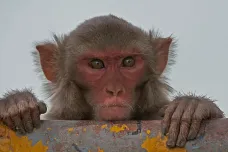 Britské supermarkety přestaly prodávat zboží získané prací opic