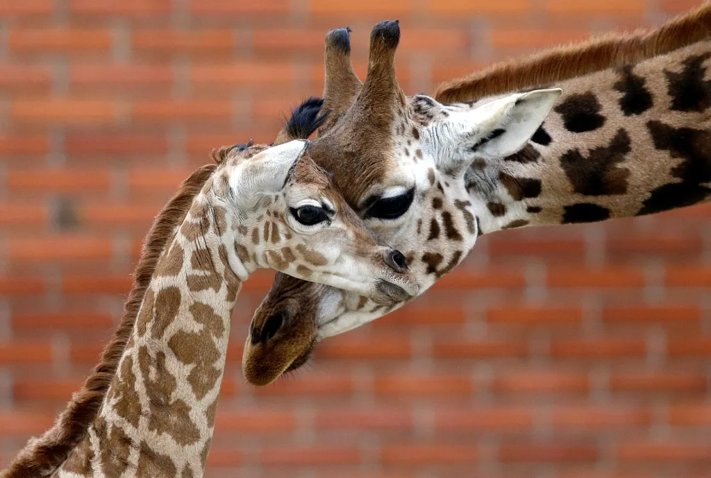 V liberecké zoo se narodila žirafa Rotschildova. Malý samec měřil asi 190 cm a vážil určitě více než 60 kg. Na svět ho přivedla zkušená samice, která se sama v zoo narodila v roce 2006