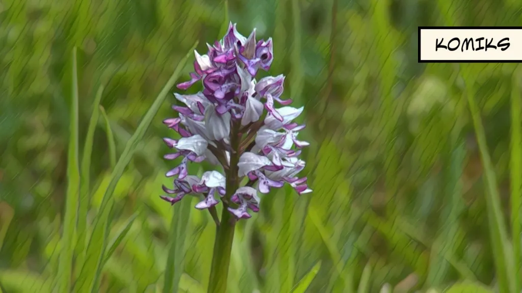 Ochránci přírody brání unikátní louku