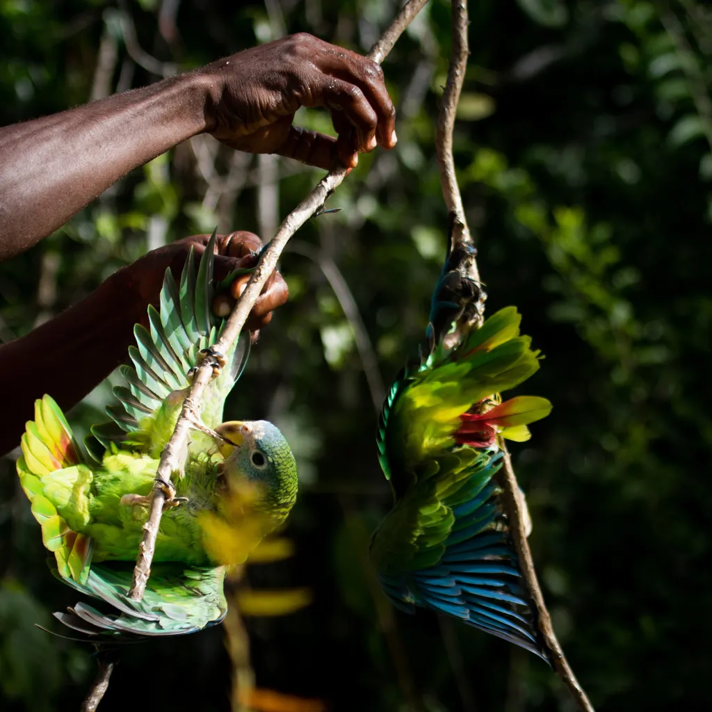 Vítězná studentská fotografie v kategorii Lidé a příroda. Fotografie pořízená v chráněné oblasti Velkých Antil zachycuje složité biologické a kulturní aspekty lovu ohrožených papoušků.