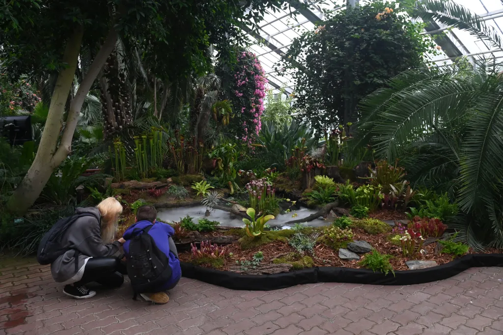 Návštěvníci výstavy mohou vidět stovky masožravých rostlin ze všech kontinentů kromě Antarktidy