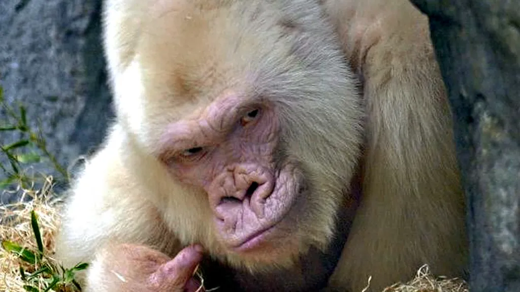 Gorilí albín Sněhurka