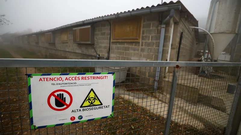 Farmy v Katalánsku zavřené kvůli moru prasat