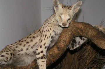 AVÍZO: Výstava Dobrodružná Afrika na zámku v Libochovicích