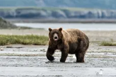 Medvědům grizzly se daří na dvou místech amerického západu, přesto je ale podle vědců nutné je chránit