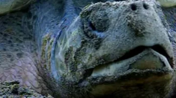 Následky kontaktu želvy s ropnou skvrnou