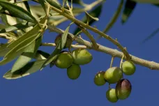 Evropské olivy ohrožuje zhoubná bakterie. Italští vědci zkoumají, jak ji porazit