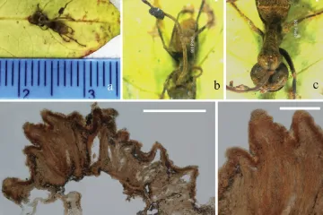 Parazitická houba, která mění mravence v „zombie“, má vlastního parazita, odhalila studie