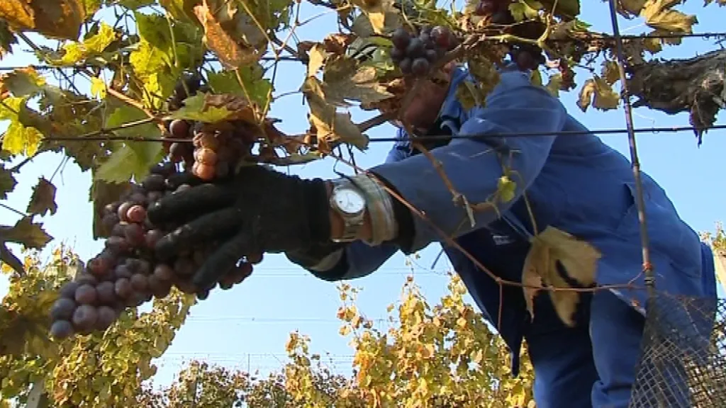 Šlechtění vína v Polešovicích