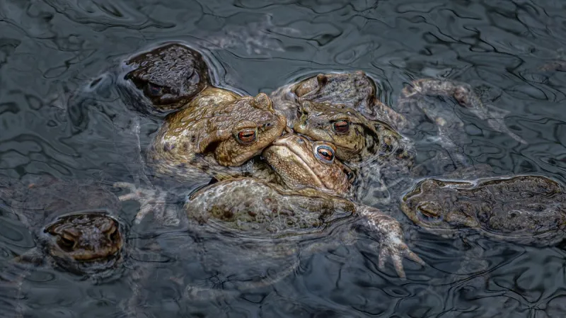 1. místo: Zoufalá samice