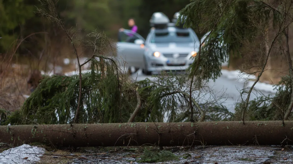 Strom na silnici nedaleko Volar