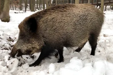 Karlovarský kraj trápí přemnožení divočáci, chce proto zvýšit dotace za odstřel 