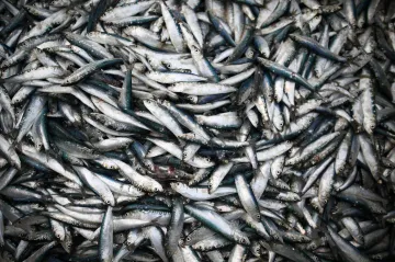 Africké sardinky masově hynou, viníkem je zřejmě virus