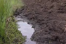 Rašeliniště v Kongu ohrožuje zemědělství i plán na těžbu ropy