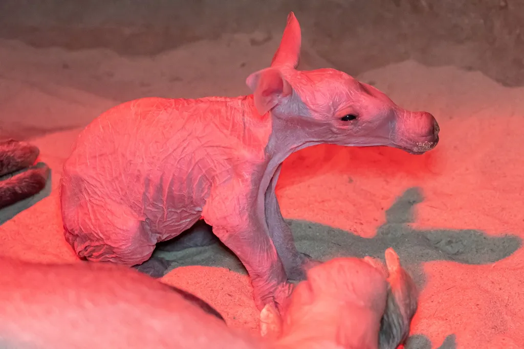 Královédvorská zoo slaví valentýnský přírůstek