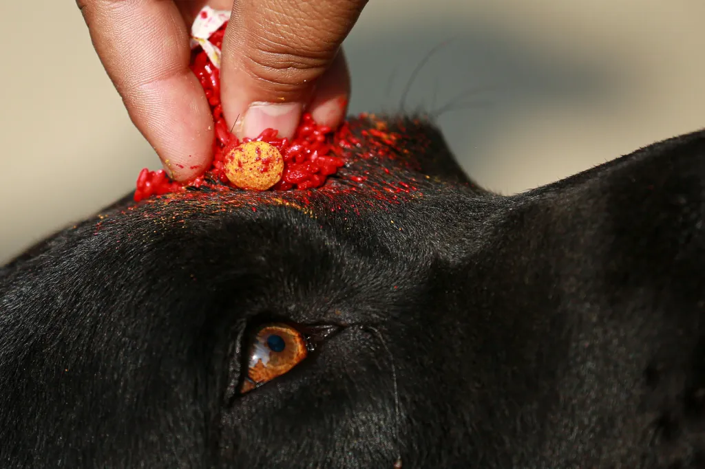 Hinduisté v Nepálu na festivalu uctívají své psy barvami, věnci nebo pamlsky