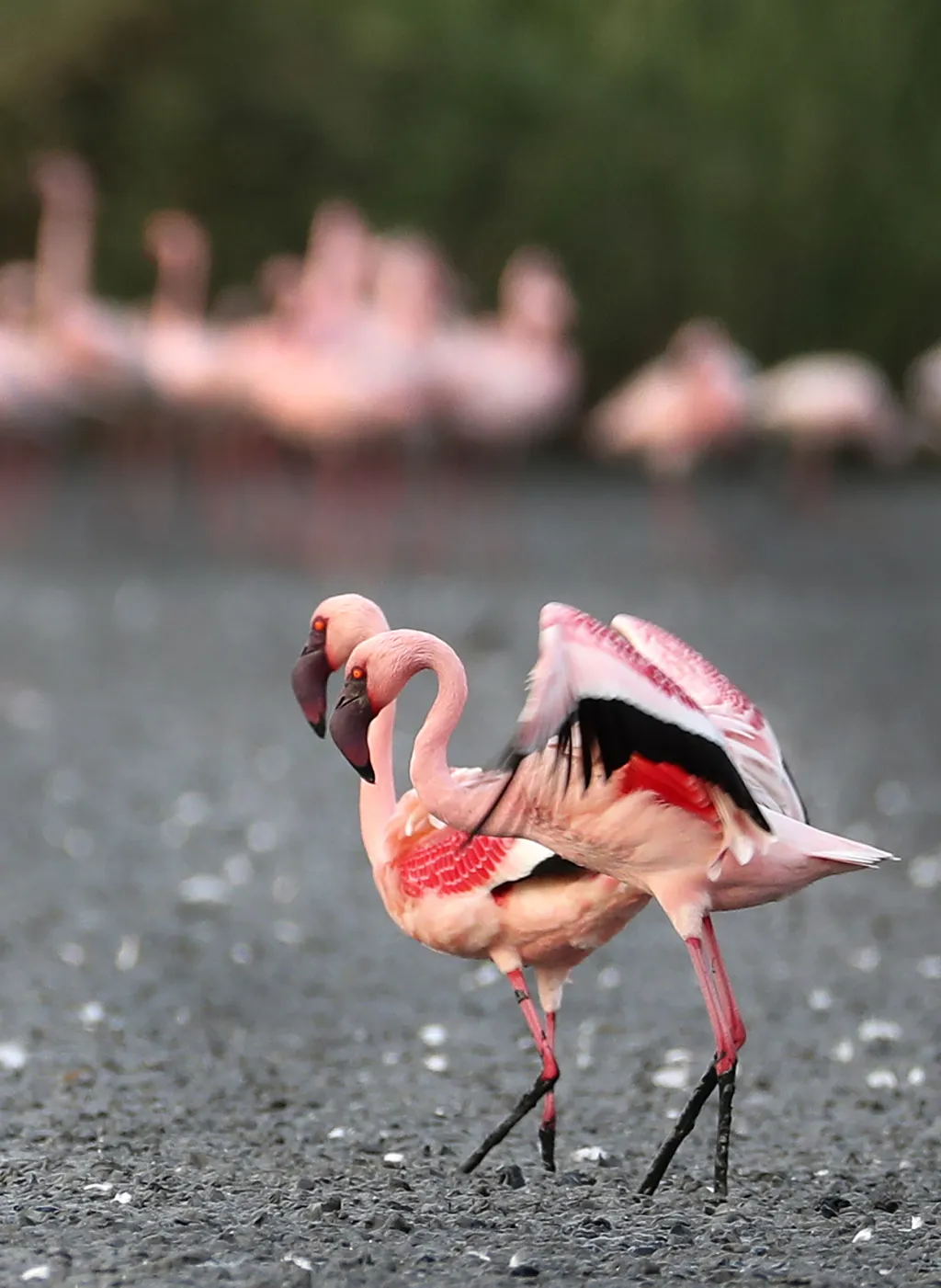 Město Bombaj překvapil přílet tisíců plameňáků