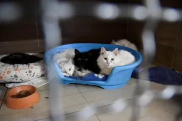 Opuštěná zvířata na Ukrajině trpí, mají už ale své zastání