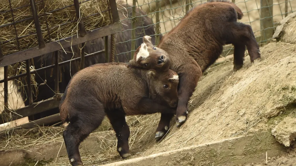 Do brněnské zoo se narodila mláďata takinů