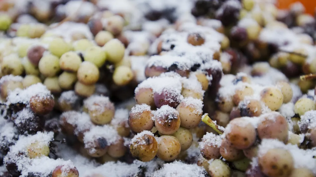 Výroba ledového vína je riskantní záležitostí