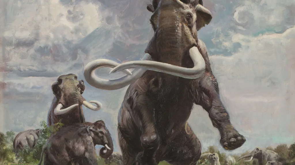 Mammuthus (Parelephas) columbi (výřez), 1961