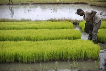 Příliš horko na práci. Zemědělci nebudou mít dost sil na sklizeň, varuje studie