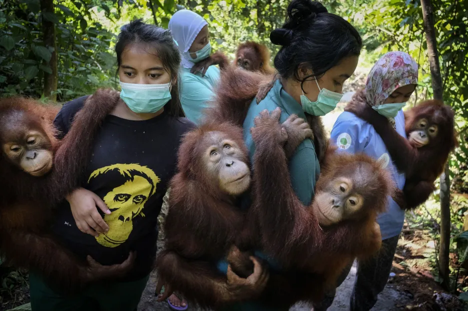 Nominace v sekci fotografický soubor: Alain Schroeder se souborem Saving Orangutans (Záchrana orangutanů). Indonéští orangutani jsou vážně ohroženi pokračujícím mýcením deštného pralesa. Orangutani, kteří se kdysi pohybovali po celém ostrově Sumatra, jsou nyní  považováni za kriticky ohrožený druh