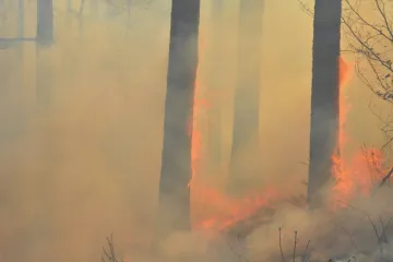 Hasiči na Přerovsku likvidovali požár starého lesa