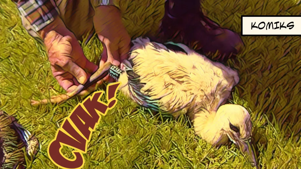 Silné deště nesvědčí zahnízděným čápům