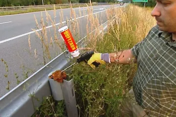 Myslivci připravují pachové ohradníky proti šíření moru, v části Zlínska už mohou prasata střílet