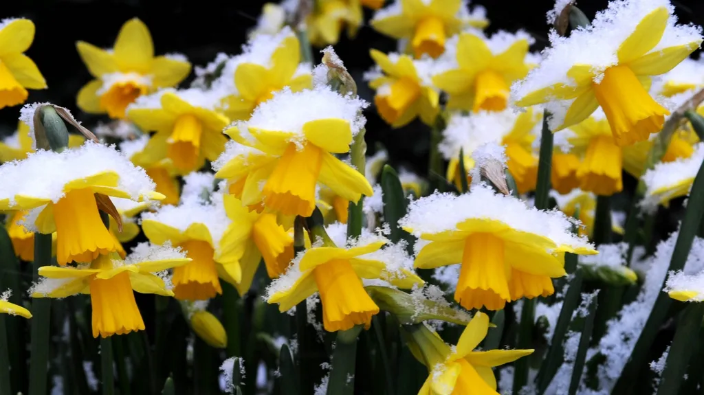 Velikonoce budou letos na sněhu