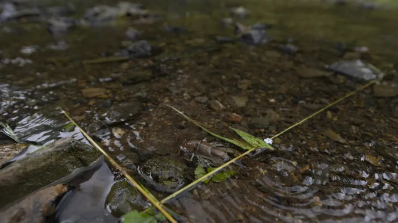 Vypouštění raků na Křivoklátsku