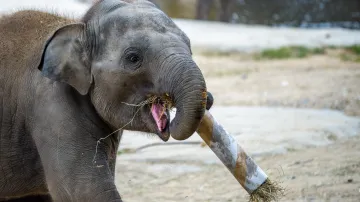 Potravní enrichment. Téměř tříletého samečka slona indického Maxe dolování sena z papírového tubusu baví