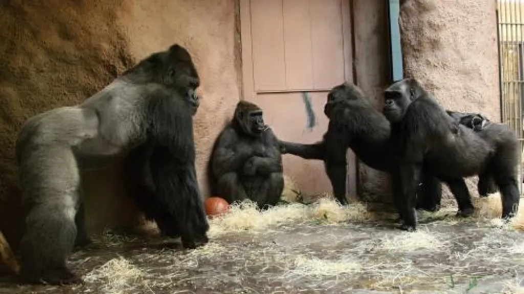 Gorily zkoumají Bikiru