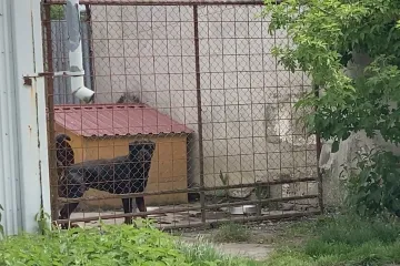 Dívku v Holýšově pokousali rotvajleři, má za sebou už několik operací