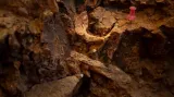 Nové nálezy z vykopávek projektu Atapuerca