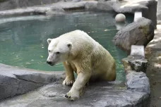 Brněnská zoo zrekonstruovala pavilon ledních medvědů. Cora si užívá nový bazén a vodopád