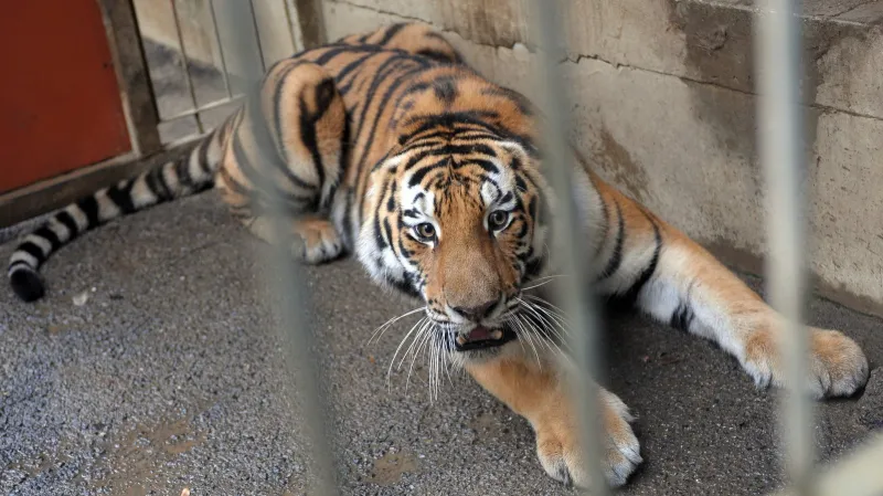 Samec tygra ussurijského Josef