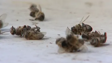 Uhynulé včely