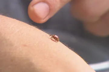 Vědci mapují nepůvodní druhy. Pomoci jim může do neděle kdokoliv