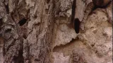 Kůra dubu je ideálním prostředím pro chráněné tesaříky
