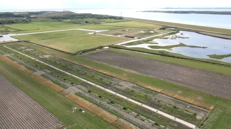 Pěstování slaných brambor