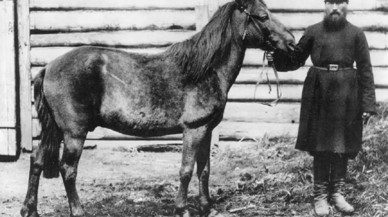 Kříženec tarpana s domácím koněm. Moskevská zoo, 29. května 1884