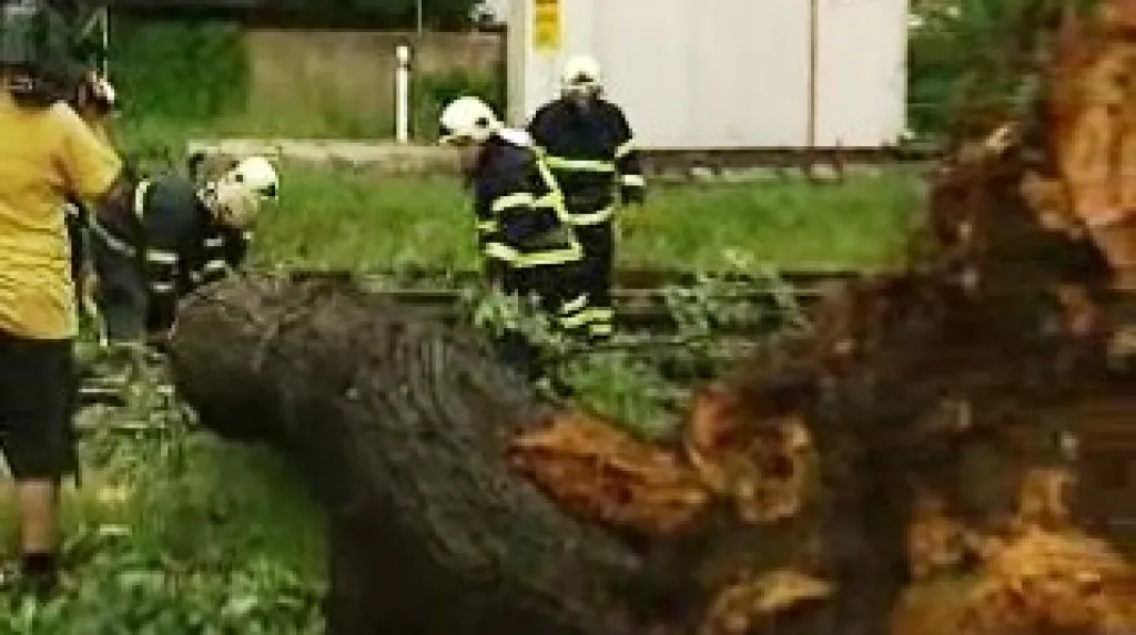 Likvidace popadaných stromů