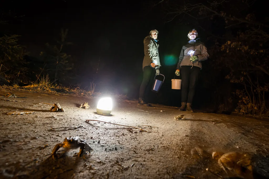 Každý rok u nás na vesnici přechází stovky ropuch obecných přes frekventovanou silnici do blízkého rybníka, aby tu dokončily svoji rozmnožovací misi.