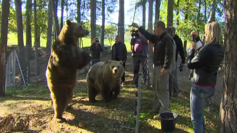 Medvědi v táborské zoo
