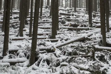 V lesnickém tendru po kalamitách zvítězil Uniles ze skupiny Agrofert
