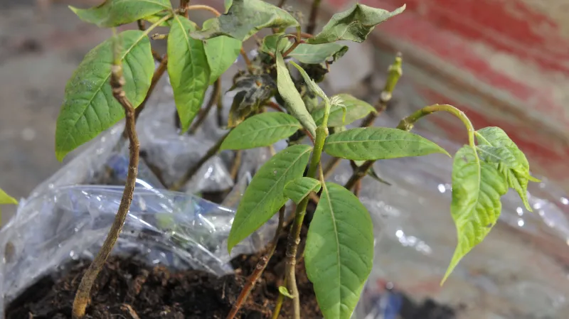 Na Prostějovsku roste první plantáž korkovníku